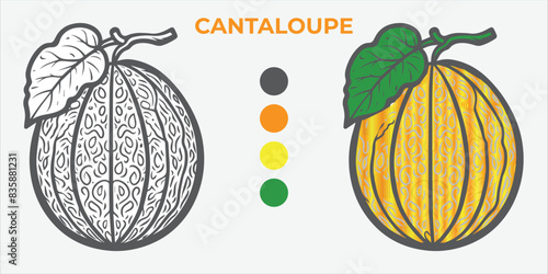 Black and White Vector Illustration of a cantaloupe for Coloring Book with color sample. 