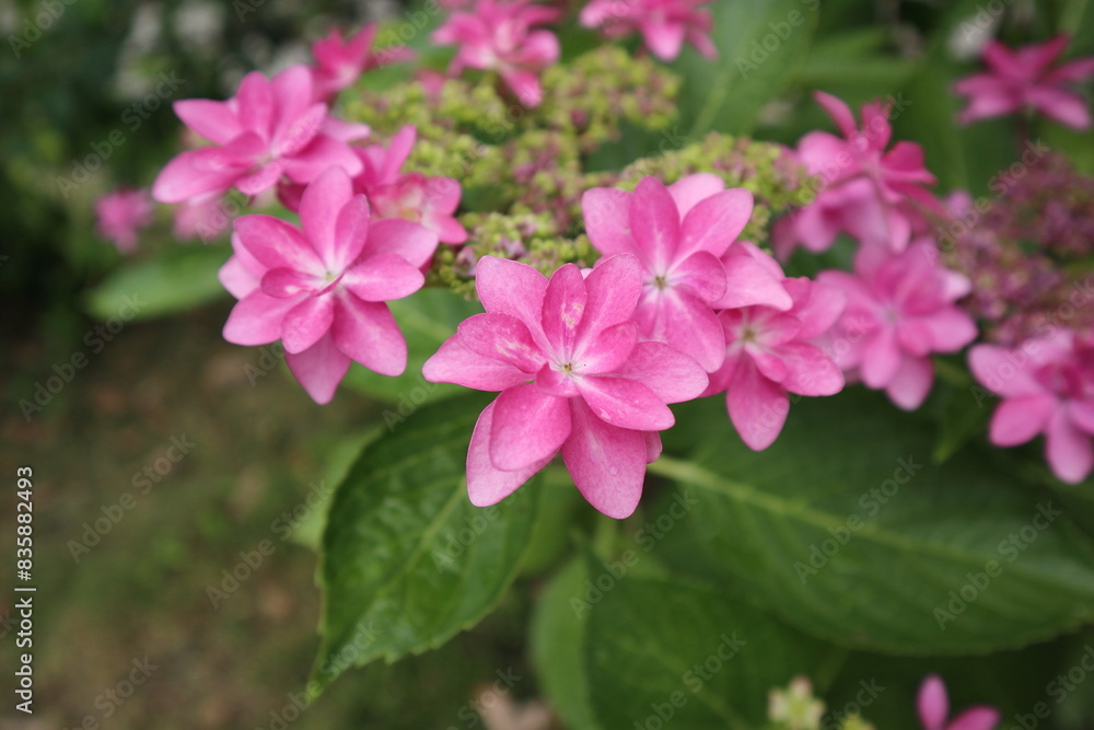 赤紫色のアジサイの花 横型 赤紫色のアジサイの花 横型