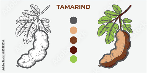 Black and White Vector Illustration of a tamarind for Coloring Book with color sample. 