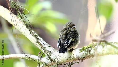 little pied flycather Juvenile wait for father photo