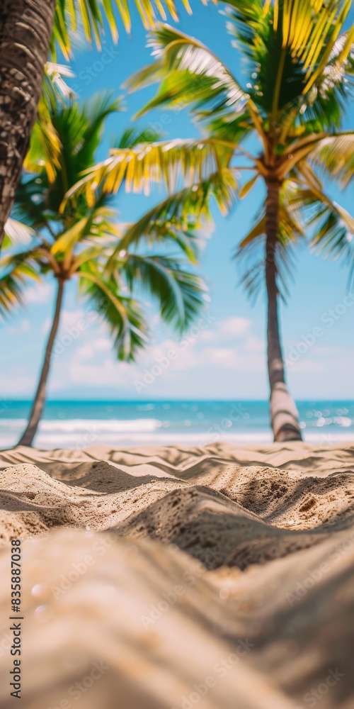 Fototapeta premium Palm Tree Canopy Over Soft Sand Beach on Sunny Summer Day