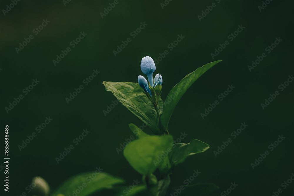 a single white flower with the reflection of it in the water a single white flower with the reflection of it in the water