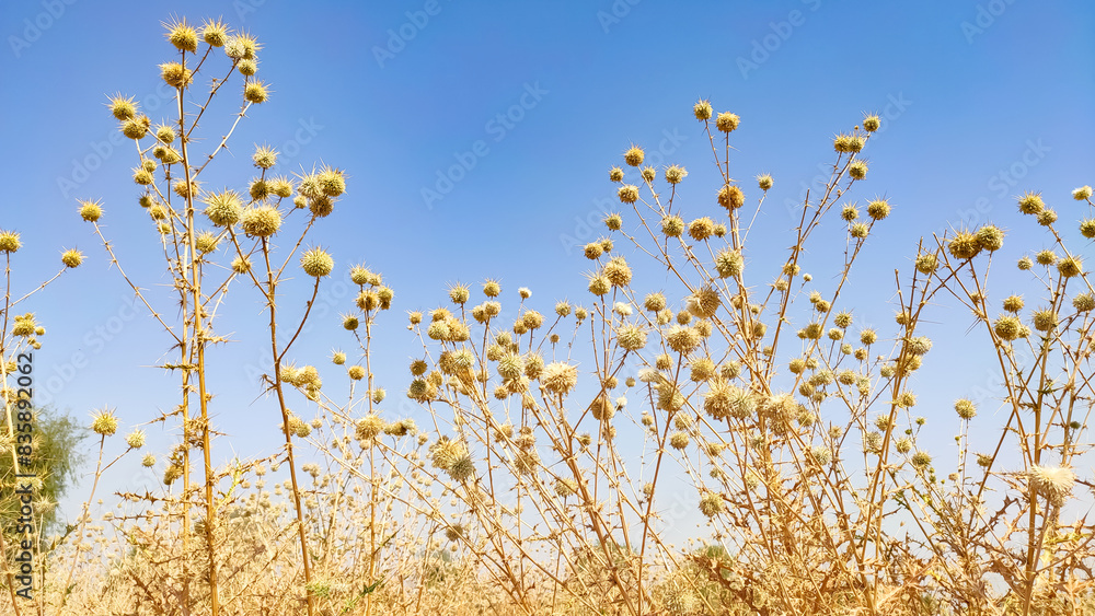 Echinops Echinatus flowers, thorny flowers of globe Thistle with blue sky Echinops Echinatus flowers, thorny flowers of globe Thistle with blue sky