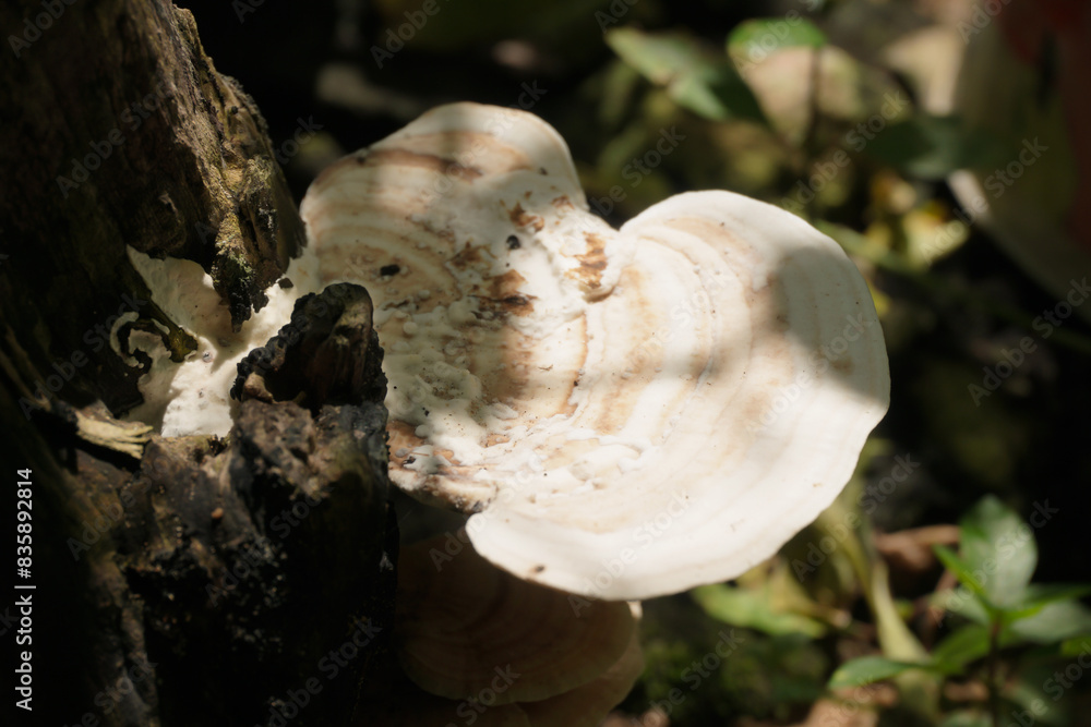 Polypore mushrooms on cut, dry beech tree trunk Polypore mushrooms on cut, dry beech tree trunk