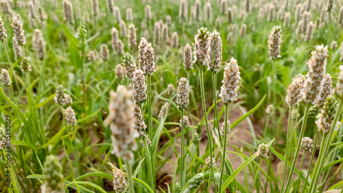 Young Plantago Ovata (Isabgol) flowering crop field, landscape view