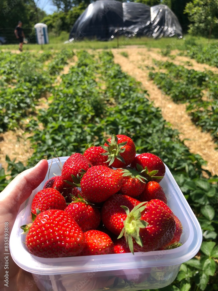 collected strawberries in the field collected strawberries in the field