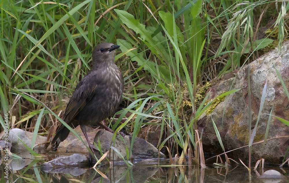 junge Amsel /Turdus merula junge Amsel /Turdus merula