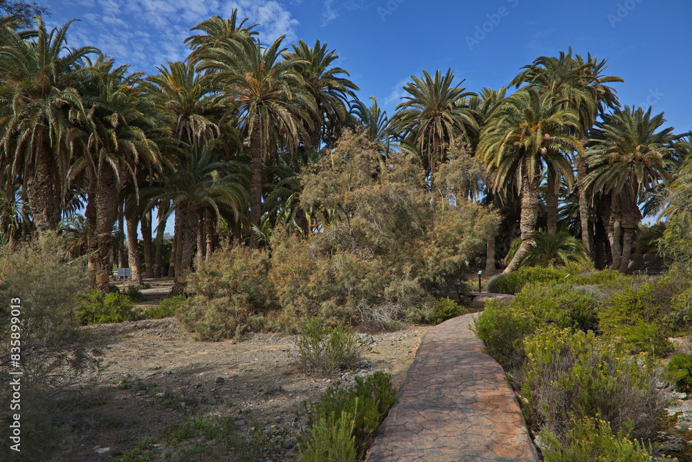 Palm forest in Parque Tony Gallardo at Maspalomas on Gran Canaria,Canary Islands,Spain,Europe
Palm forest in Parque Tony Gallardo at Maspalomas on Gran Canaria,Canary Islands,Spain,Europe