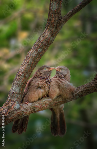 loving birds on a tree