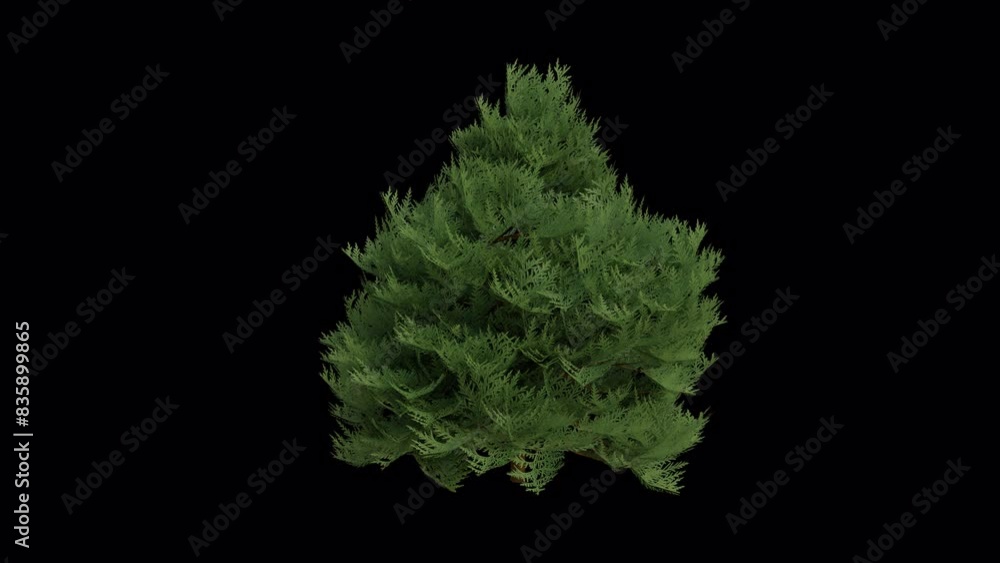 Port Orford cedar Tree blowing in the wind. Wind blows the Chamaecyparis lawsoniana Tree. Animated Lawson's cypress Tree swaying in the wind with Transparent Background. Alpha Channel. Loop Animation Port Orford cedar Tree blowing in the wind. Wind blows the Chamaecyparis lawsoniana Tree. Animated Lawson's cypress Tree swaying in the wind with Transparent Background. Alpha Channel. Loop Animation