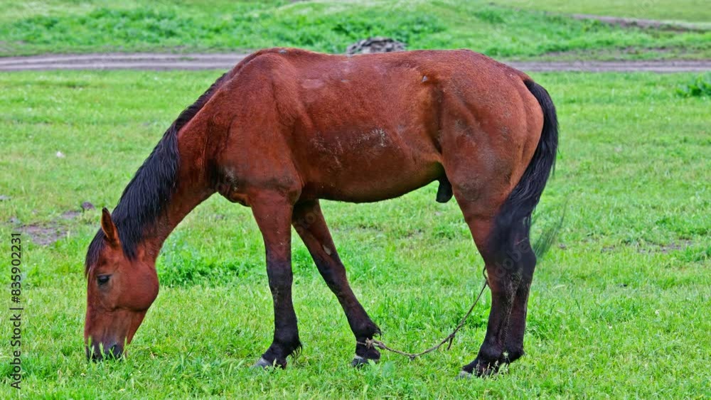 tied brown stallion with black mane is grazing calmly in green pasture at drizzling spring day, side view with copy space tied brown stallion with black mane is grazing calmly in green pasture at drizzling spring day, side view with copy space