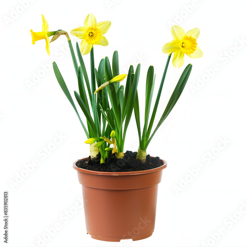 Daffodils in pots on the patio of a house in norway isolated on white background  photo  png 