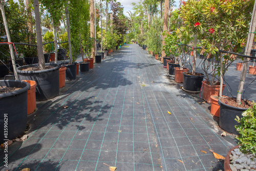 Lane for the reproduction of plants in a nursery photo