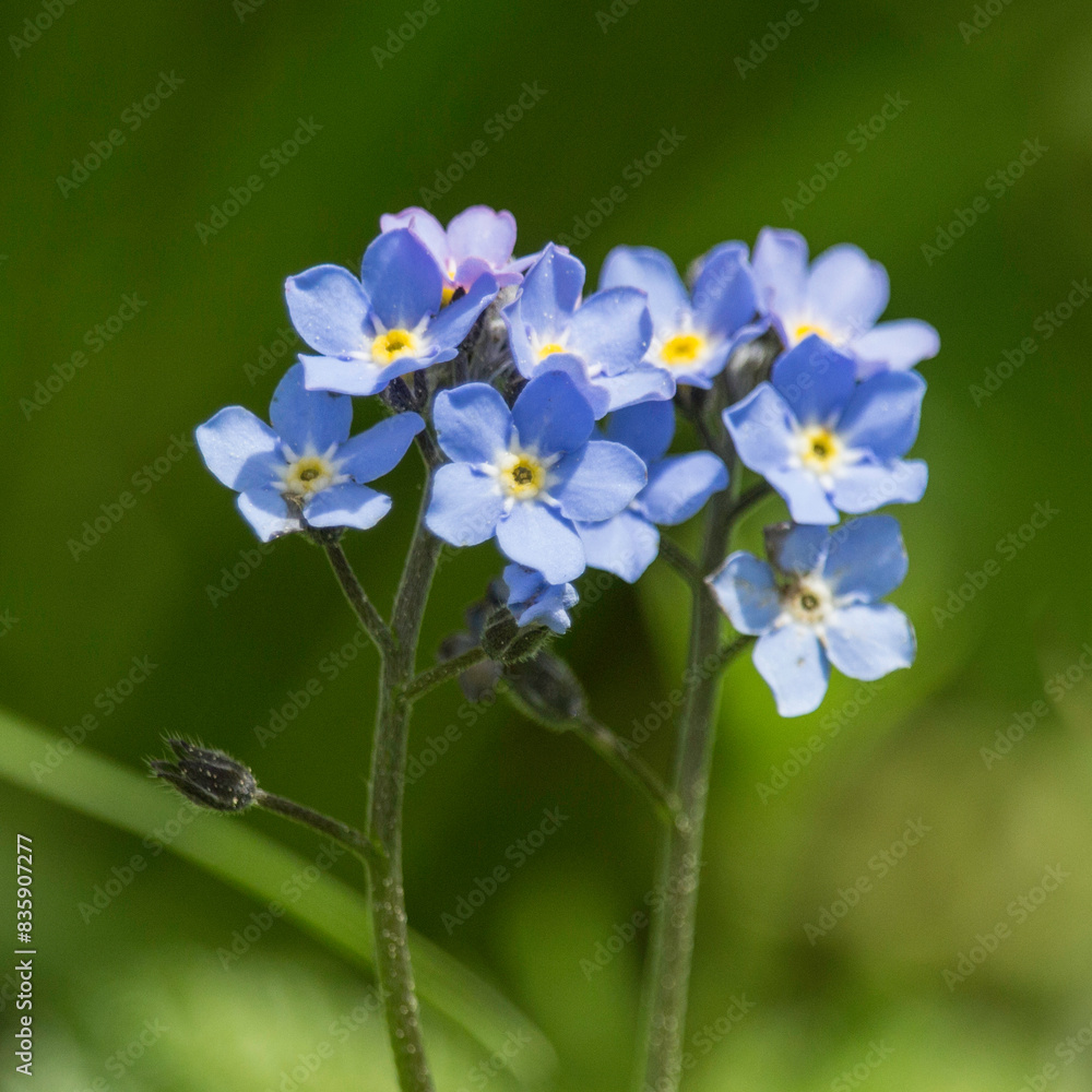 Blüte des Vergißmeinnicht Blüte des Vergißmeinnicht