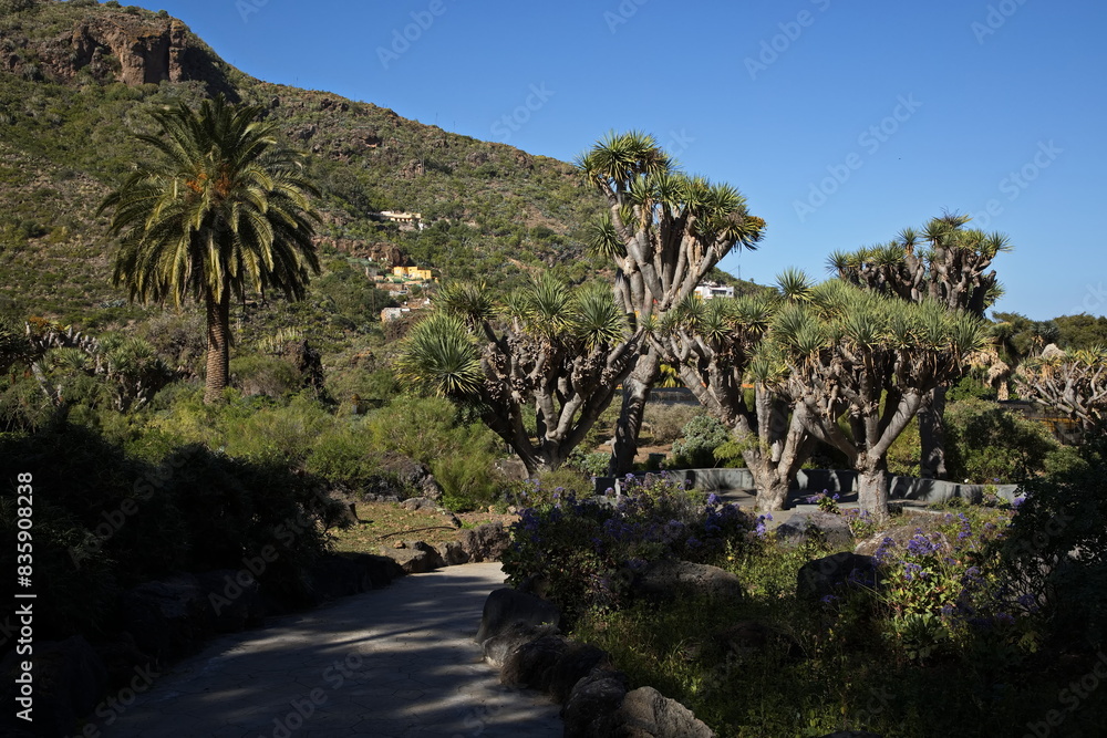 Dracaena trees in botanical garden Jardin Botanico Canario Viera y Clavijo on Gran Canaria,Canary Islands,Spain,Europe
