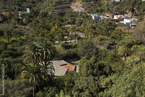 View of botanical garden Jardin Botanico Canario Viera y Clavijo on Gran Canaria,Canary Islands,Spain,Europe
 photo