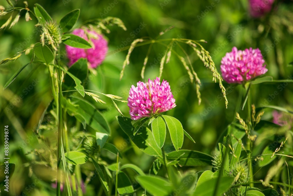 Blooming clover in a meadow close-up Blooming clover in a meadow close-up