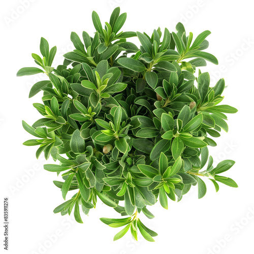 Top View of Phillyrea Angustifolia Plant - Garden Pla Isolated on Transparent or White Background, PNG photo