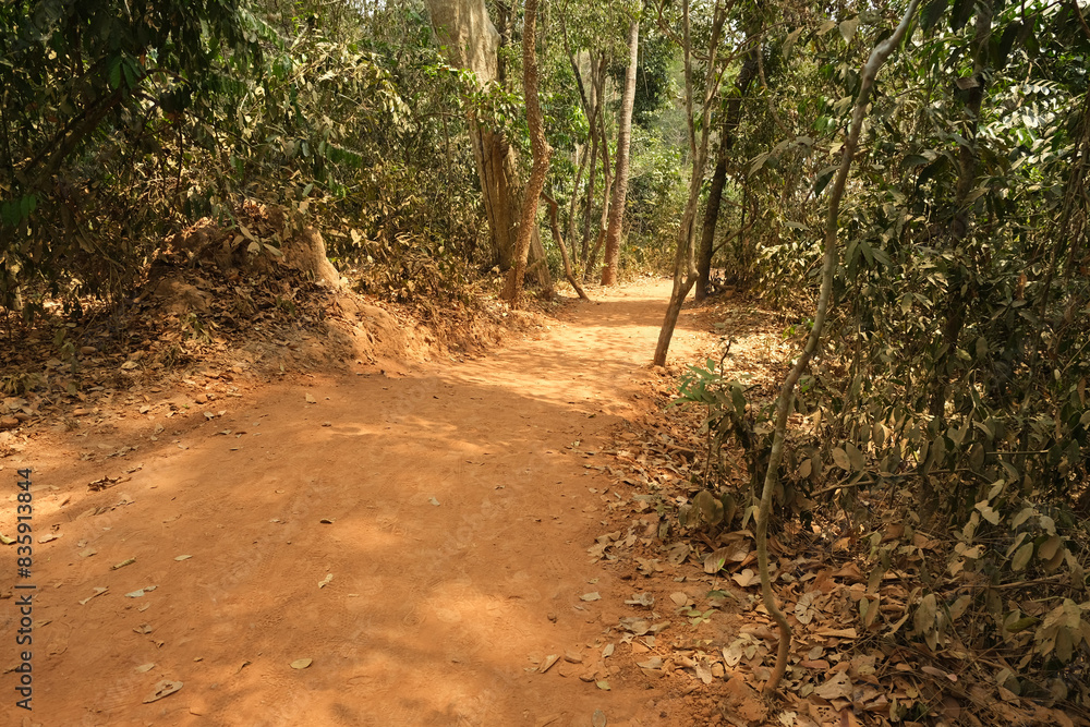 Fototapeta premium road in Cambodian forest