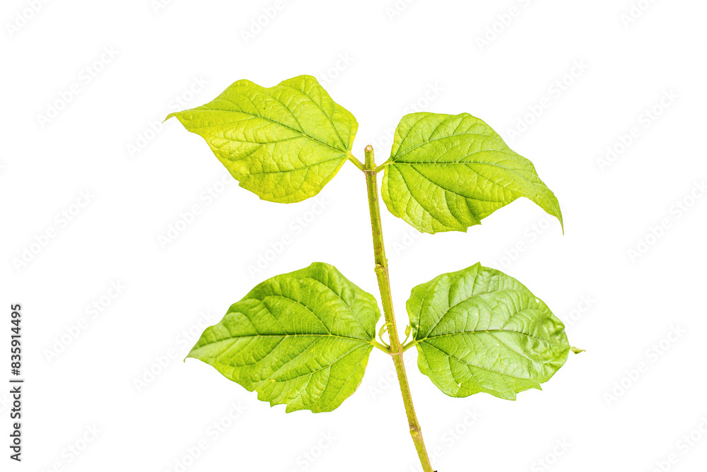 green leaf isolated on white background png green leaf isolated on white background png