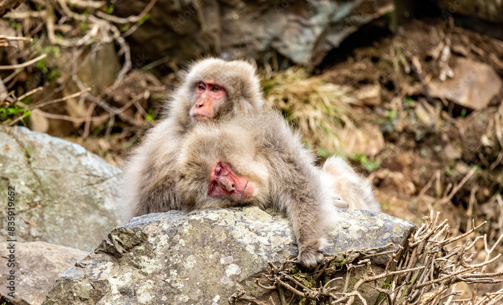 japanese macaques grooming japanese macaques grooming