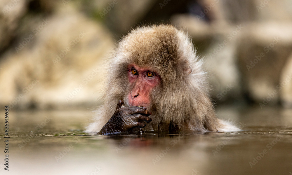 Fototapeta premium Snow Monkey in water