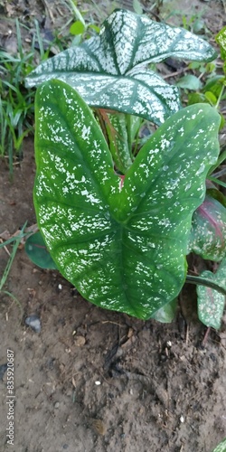 Beautiful Caladium houseplant with large white leaves and green veins in the garden. Caladium Candidum, Keladi Putih. Tropical Houseplant Gardening Stock Images. photo