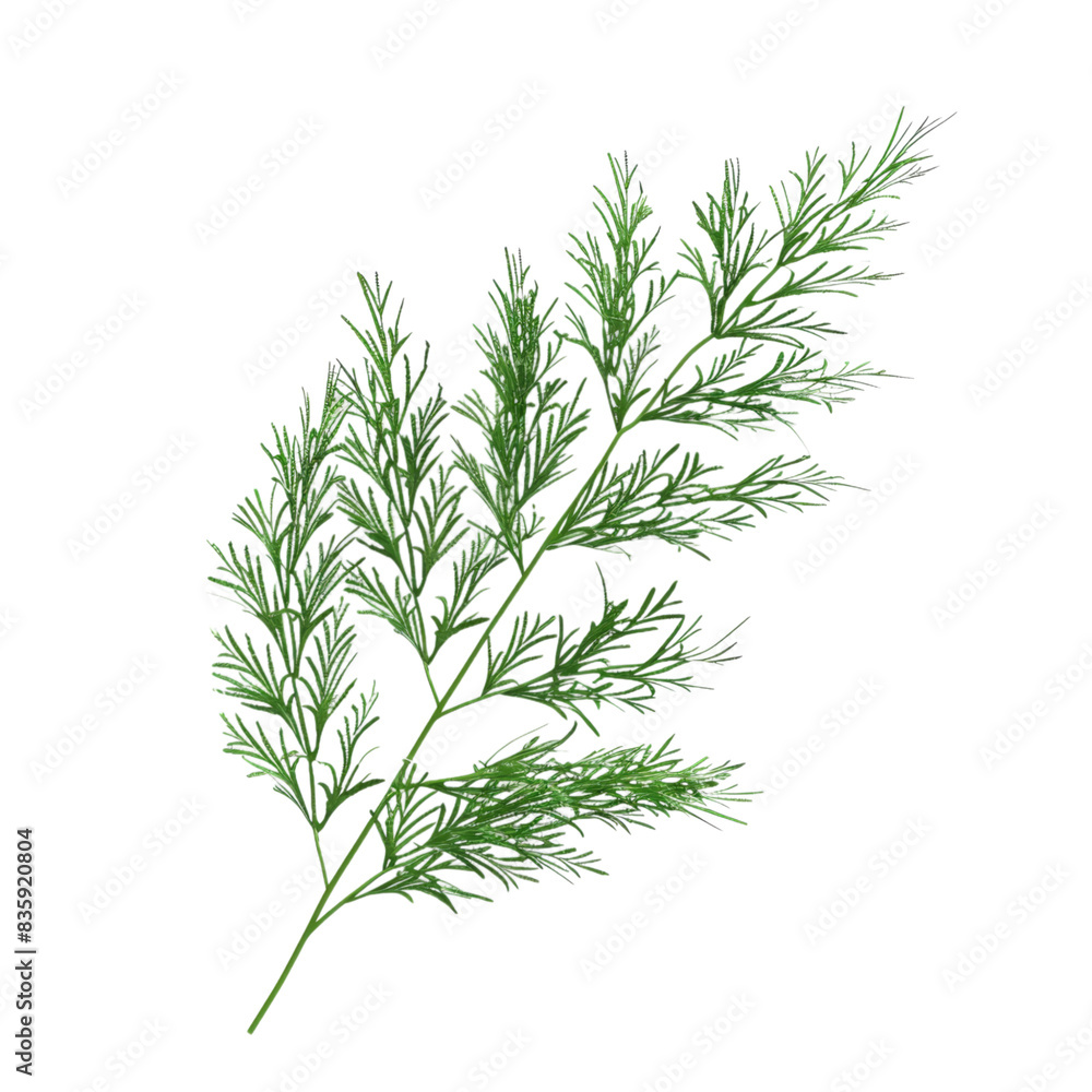 Asparagus Fern Isolated on Transparent Background - Perfect for Botanical Illustrations, Digital Designs, and Nature-Themed Projects Asparagus Fern Isolated on Transparent Background - Perfect for Botanical Illustrations, Digital Designs, and Nature-Themed Projects
