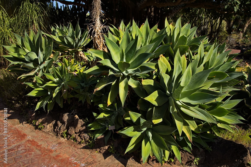 Agave attenuata in botanical garden Jardin Botanico Canario Viera y Clavijo on Gran Canaria,Canary Islands,Spain,Europe
Agave attenuata in botanical garden Jardin Botanico Canario Viera y Clavijo on Gran Canaria,Canary Islands,Spain,Europe
