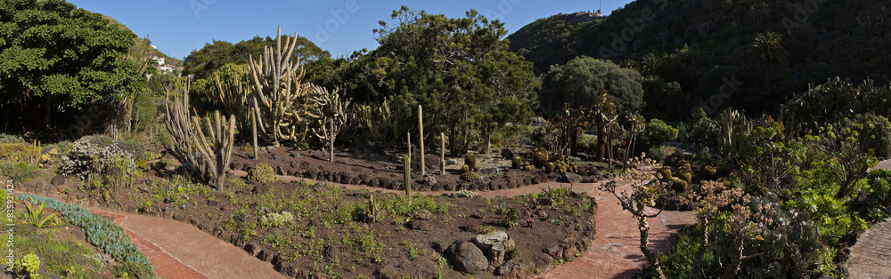 Cactus plants in botanical garden Jardin Botanico Canario Viera y Clavijo on Gran Canaria,Canary Islands,Spain,Europe
Cactus plants in botanical garden Jardin Botanico Canario Viera y Clavijo on Gran Canaria,Canary Islands,Spain,Europe