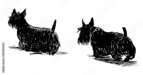 Scottish terriers, dogs, black, pets, two, domestic animal, walking, shaggy, cute, back view, realistic, sketch, hand drawing, vector, isolated on white