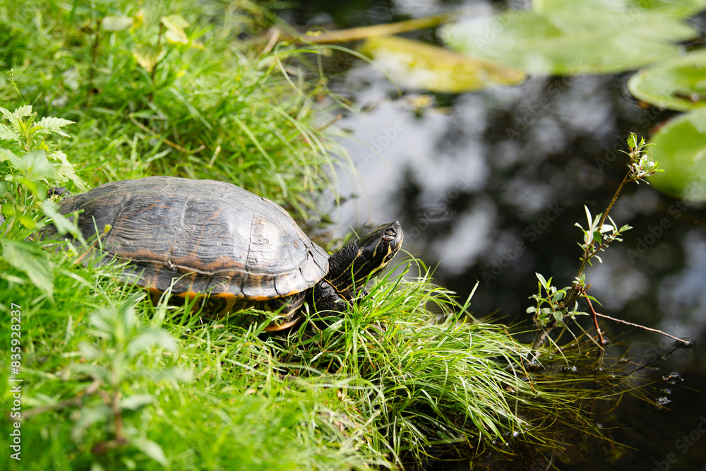 Obraz premium Yellow bellied eared turtle sitting on the riverbank of a pond, Trachemys scripta living in the US, Virigina, Florida and Europe, reptile animal