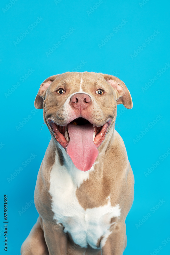 smiling dog smiling dog