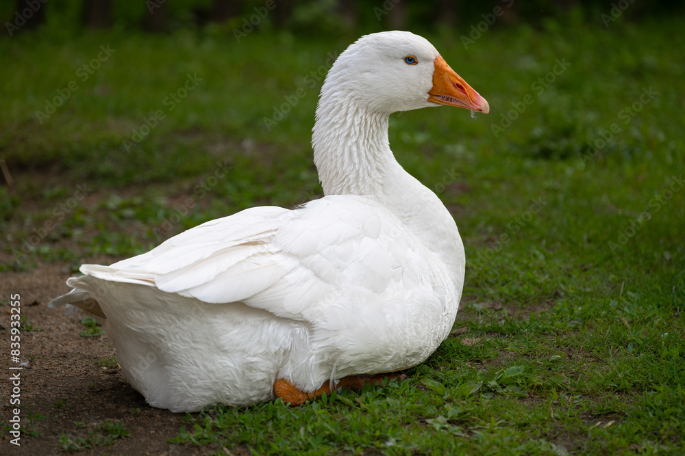 Portrait of a Robuste Diepholzer Landgans, German domesticated Goose Breed Portrait of a Robuste Diepholzer Landgans, German domesticated Goose Breed