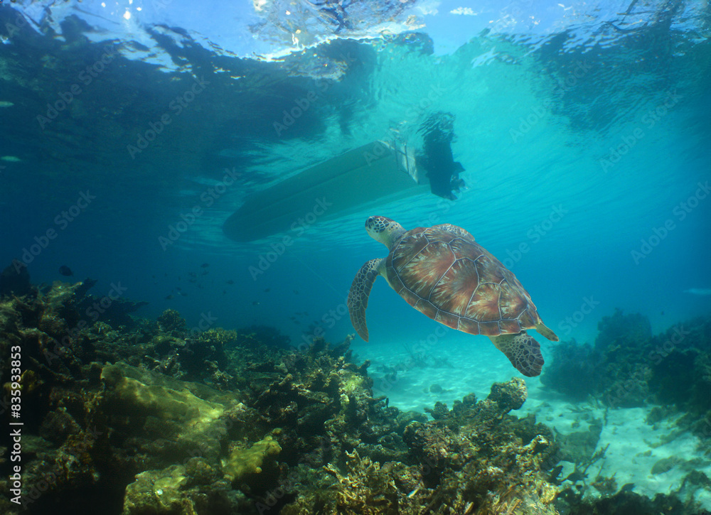 a sea turtle on a reef in the caribbean a sea turtle on a reef in the caribbean