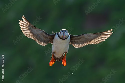 Puffin in flight with green background