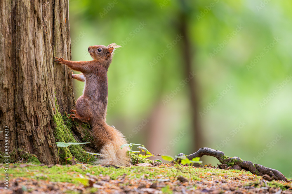 Red squirrel sat on log in forest Red squirrel sat on log in forest