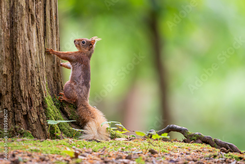 Red squirrel sat on log in forest