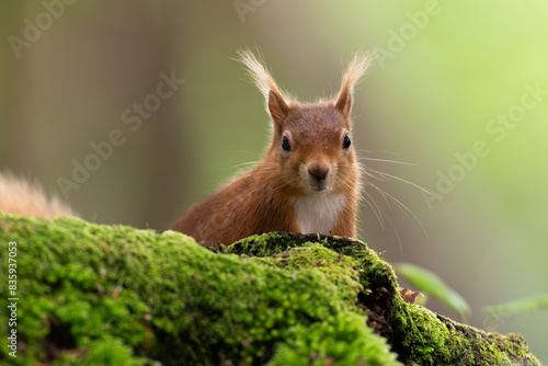 Red squirrel sat on log in forest