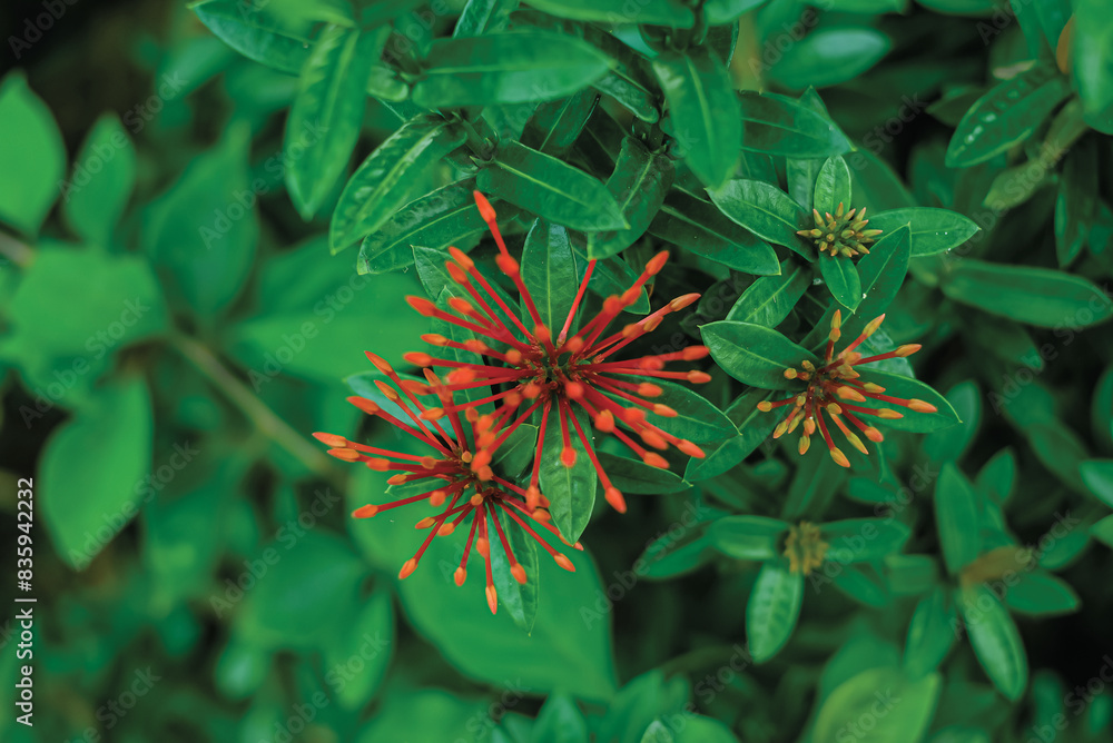 Red ixora with green leaves. Flower ferns. Red ixora with green leaves. Flower ferns.