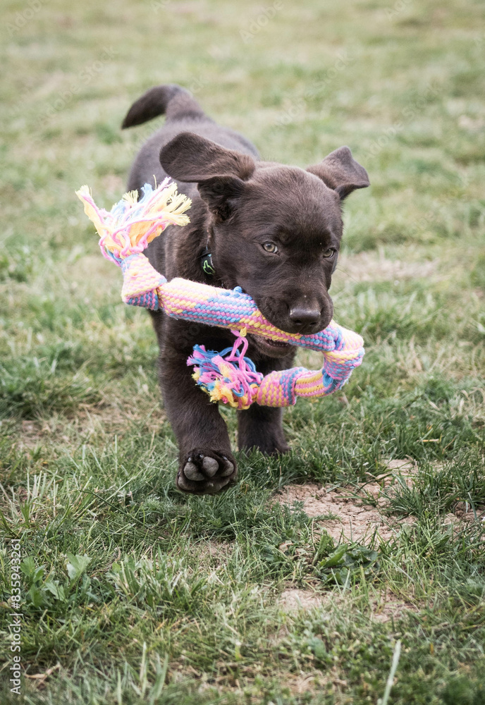 Brown Labrador Puppy Brown Labrador Puppy