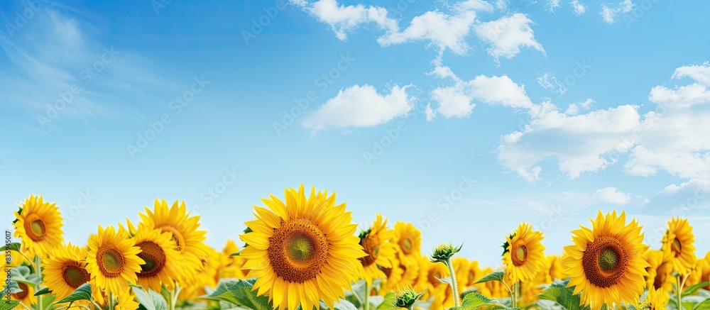 Obraz premium Sunflowers growing on the field on a cloudy summer day. Creative banner. Copyspace image