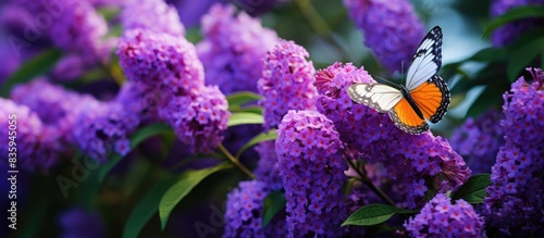 Buddleja davidii summer lilac butterfly bush or orange eye in the Pacific Northwest. Creative banner. Copyspace image photo