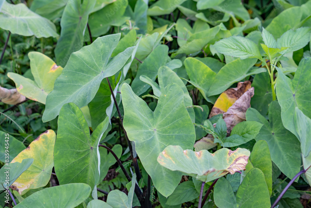 Taro is a root vegetable. It is the most widely cultivated species of several plants in the family Araceae , Hilo International Airport, Hawaii Taro is a root vegetable. It is the most widely cultivated species of several plants in the family Araceae , Hilo International Airport, Hawaii