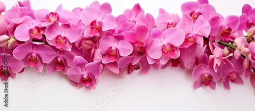Pink Vanda orchids. Creative banner. Copyspace image © HN Works