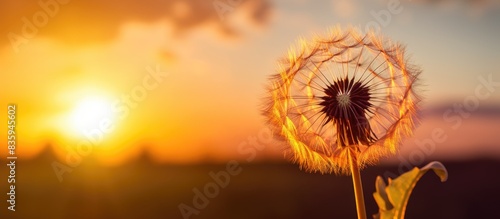 Dandelion flower on the sunset close up. Creative banner. Copyspace image