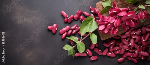 Kidney bean flowers. Creative banner. Copyspace image photo