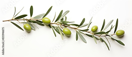 Olive branch with green olives on a white background isolated. Creative banner. Copyspace image