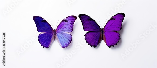 two purple butterflies isolated on white background. Creative banner. Copyspace image © HN Works