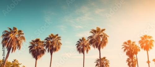 Palm trees in the park Subtropical climate. Creative banner. Copyspace image photo